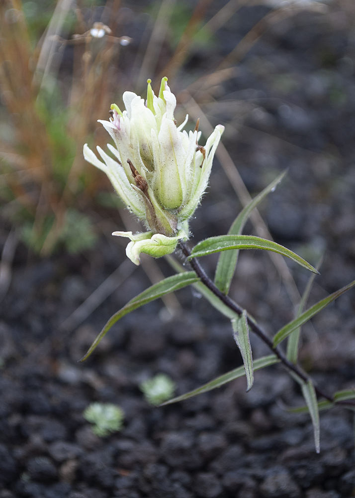 Image of Castilleja pavlovii specimen.