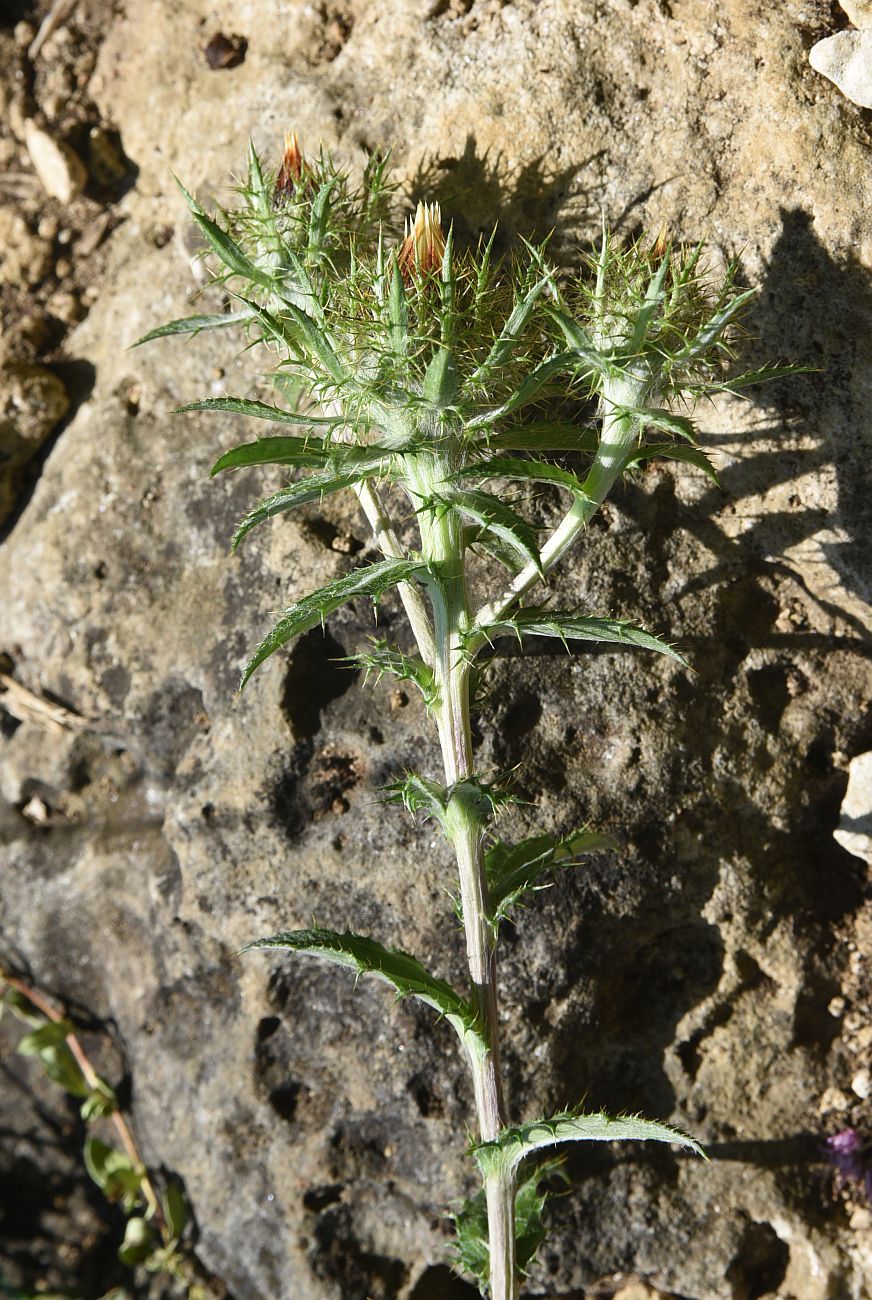 Image of Carlina vulgaris specimen.