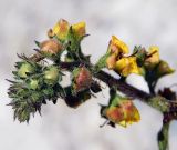 Verbascum blattaria