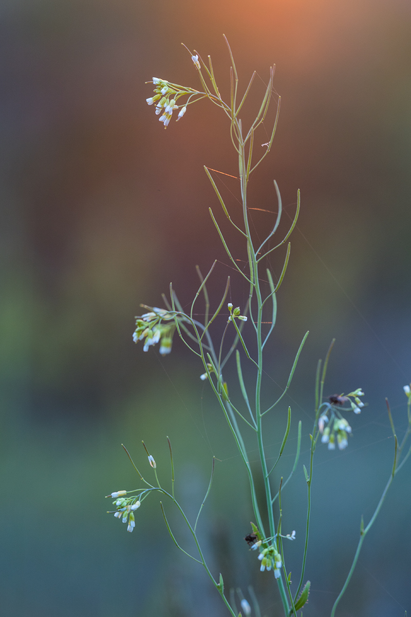 Image of Arabidopsis thaliana specimen.