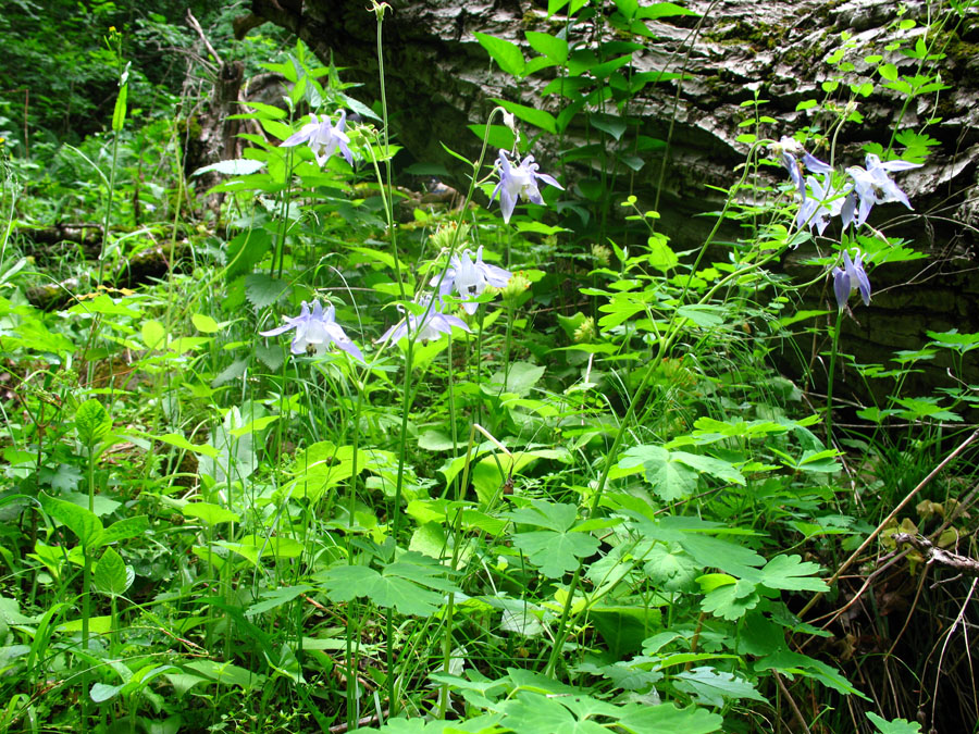 Изображение особи Aquilegia olympica.