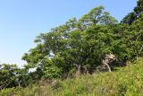 Смотреть изображение Phellodendron amurense