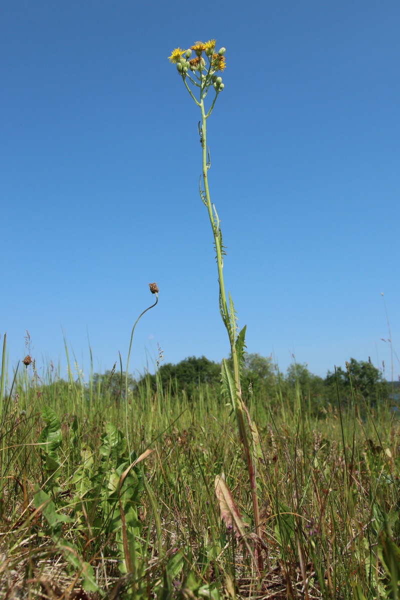 Image of Crepis biennis specimen.