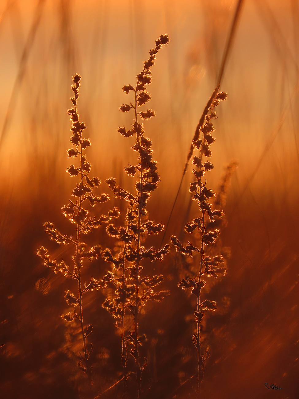 Image of Artemisia schrenkiana specimen.