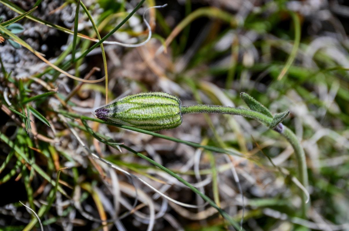 Image of Gastrolychnis gonosperma specimen.