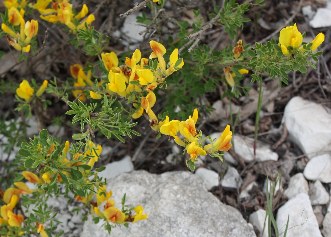 Изображение особи Chamaecytisus ruthenicus.