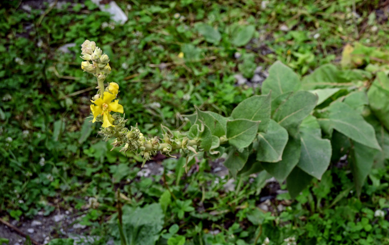 Изображение особи Verbascum phlomoides.