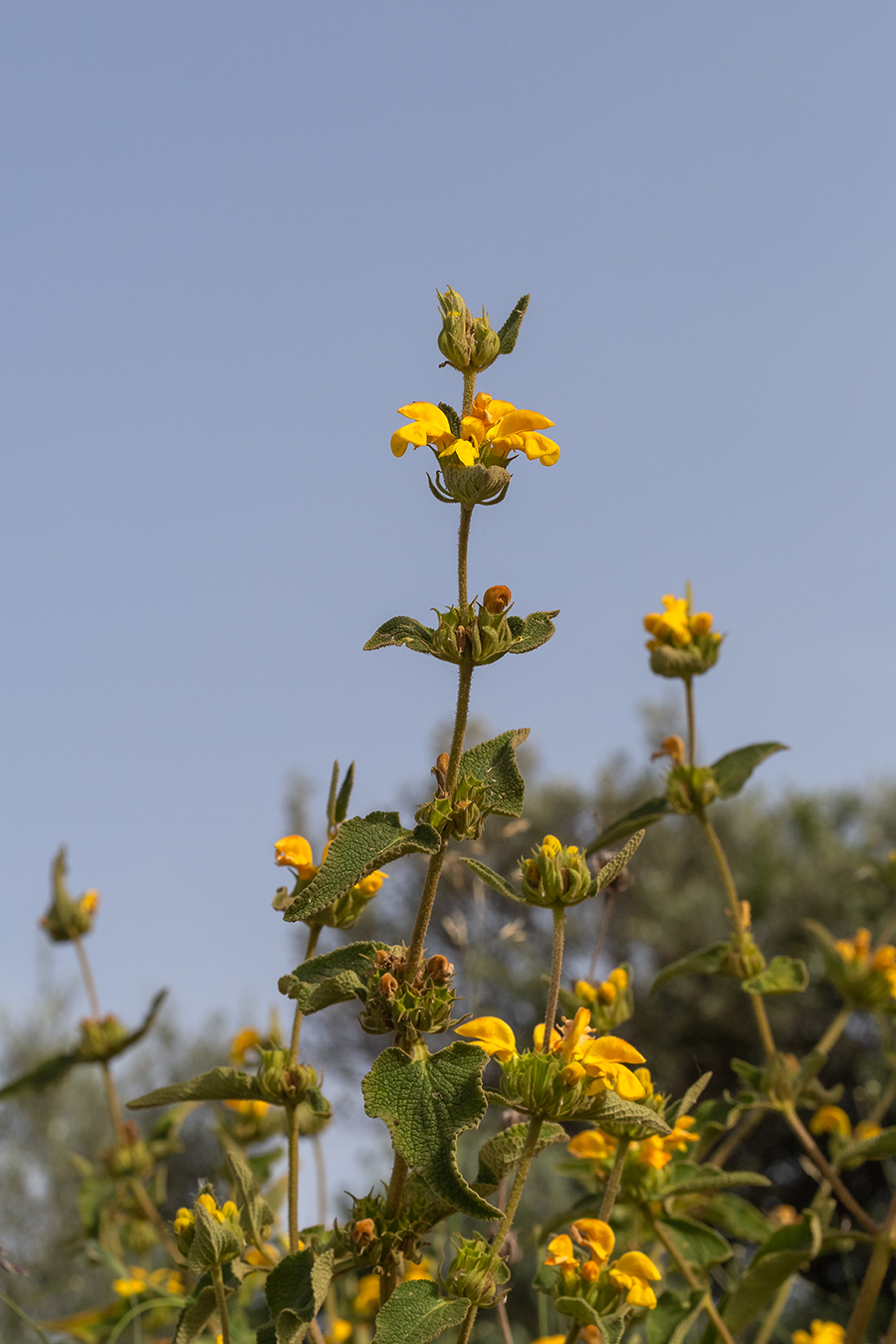 Изображение особи Phlomis viscosa.