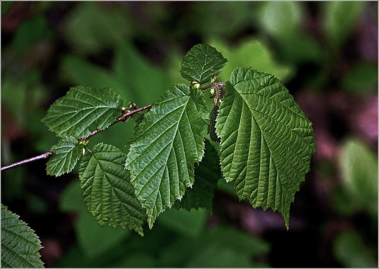 Изображение особи Corylus avellana.