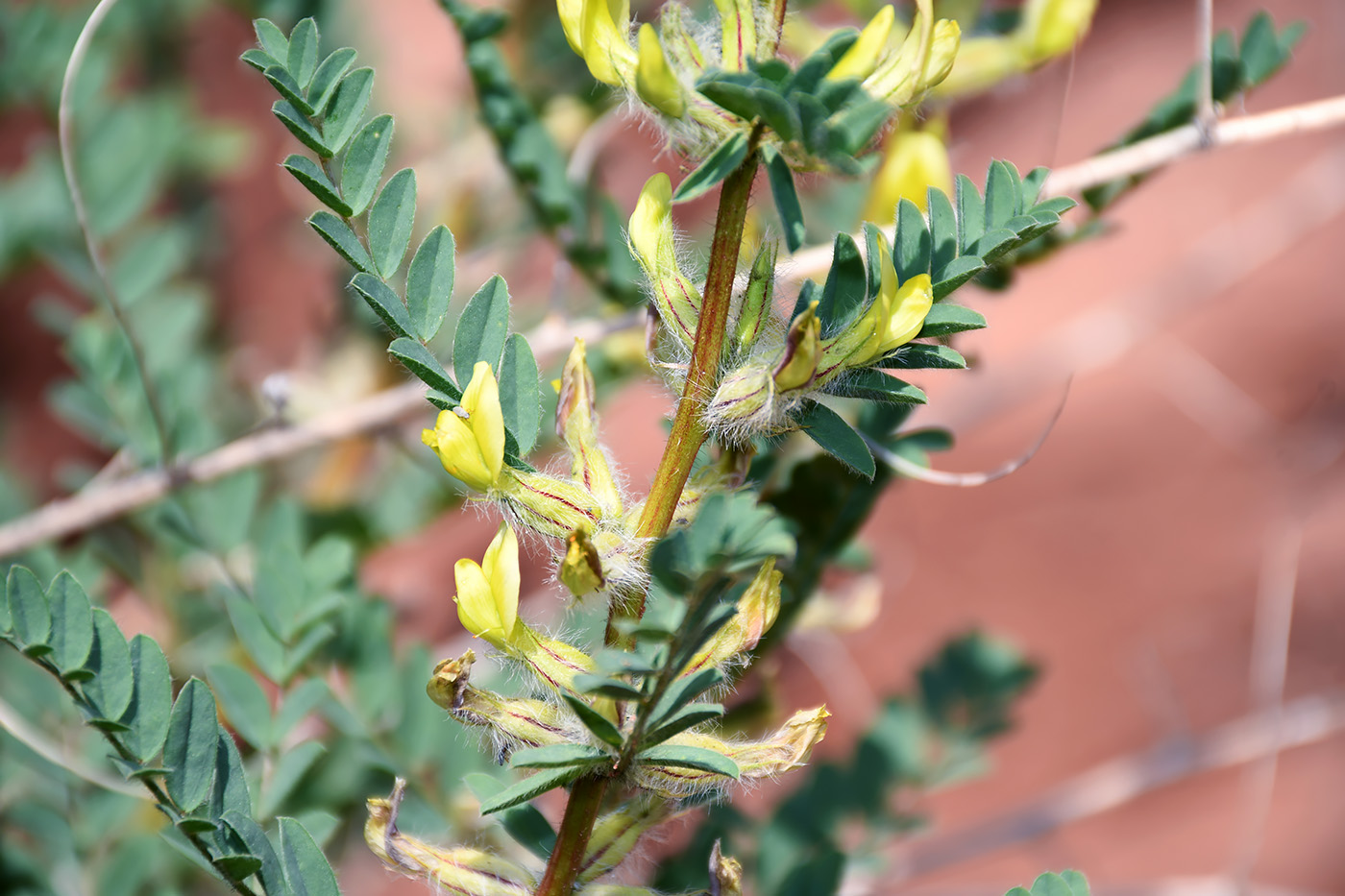 Изображение особи Astragalus baissunensis.