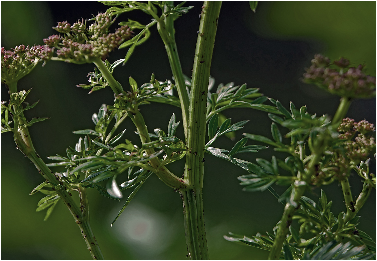 Изображение особи Selinum carvifolia.