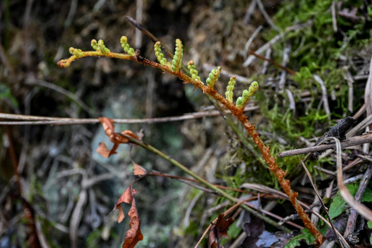 Image of Woodwardia japonica specimen.