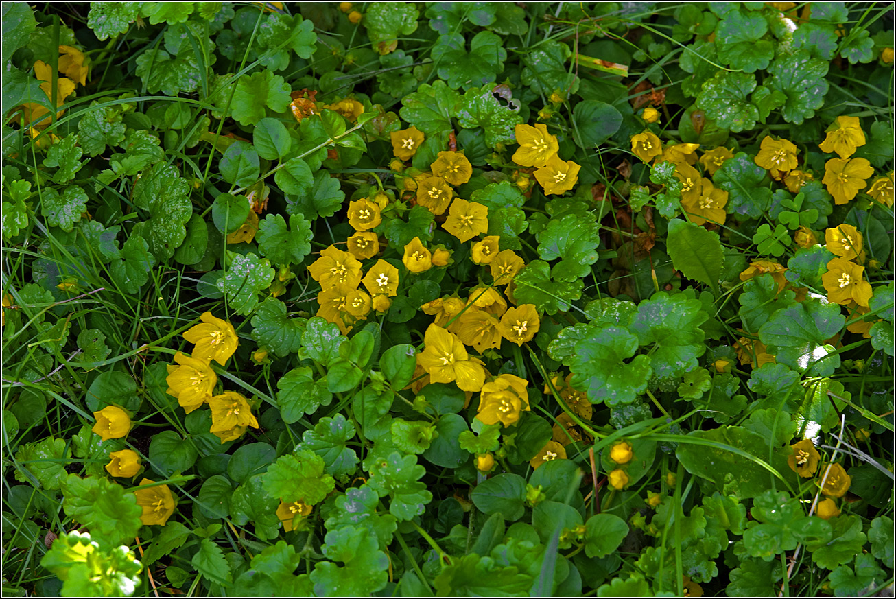 Изображение особи Lysimachia nummularia.