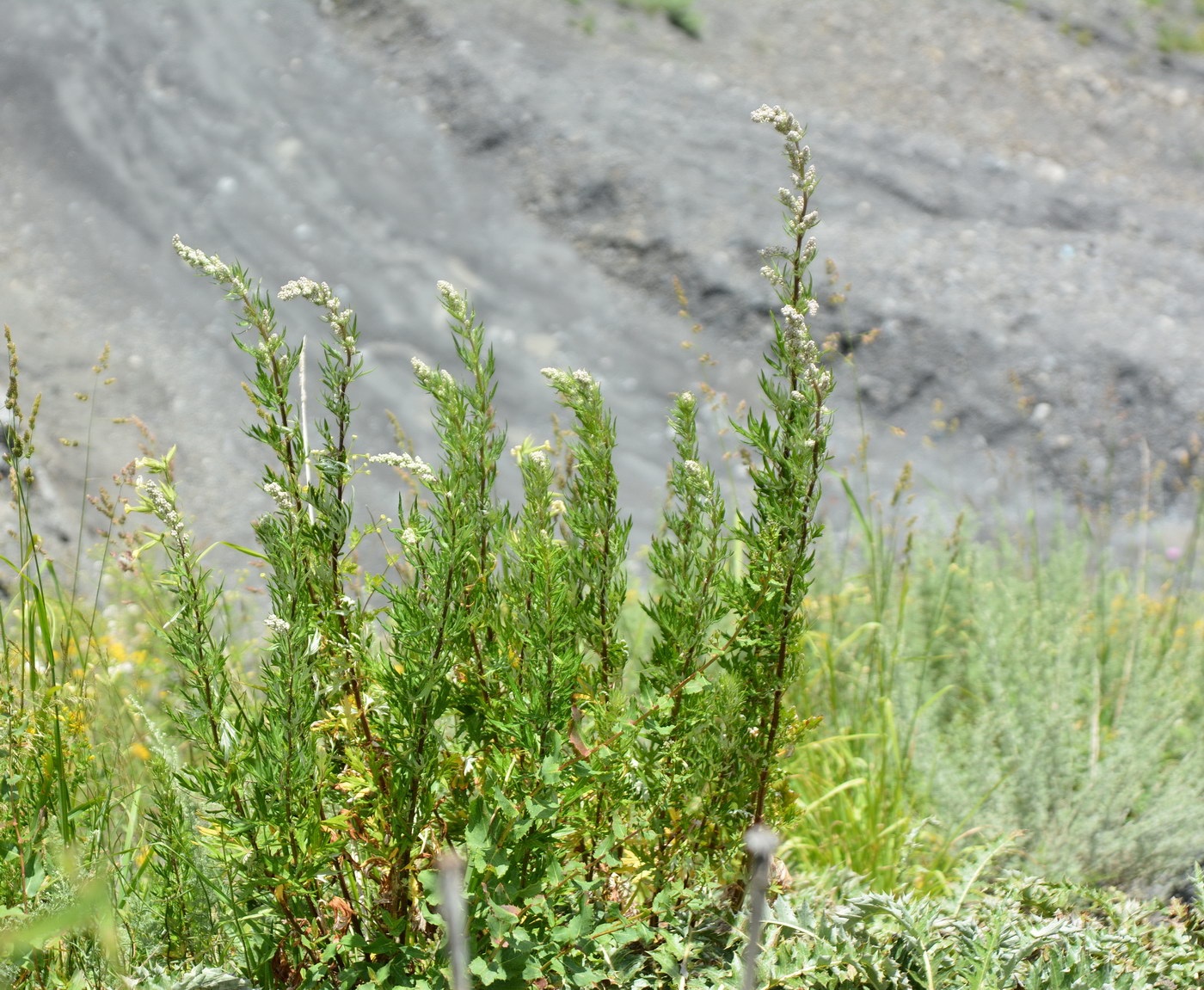 Image of Artemisia vulgaris specimen.