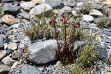 Rosularia alpestris. Бутонизирующее растение (в сообществе с Ephedra). Таджикистан, Горно-Бадахшанская автономная обл., Рушанский р-н, хр. Северо-Аличурский, Ирхтские горы, Сарезское оз., Ирхтский залив, дол. р. Лянгар, каменистая надпойменная терраса. 27 июня 2024 г.