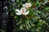 Magnolia grandiflora. Верхушки ветвей с цветками. Китай, провинция Хунань, гора Тяньмэнь, в культуре. 09.06.2024.