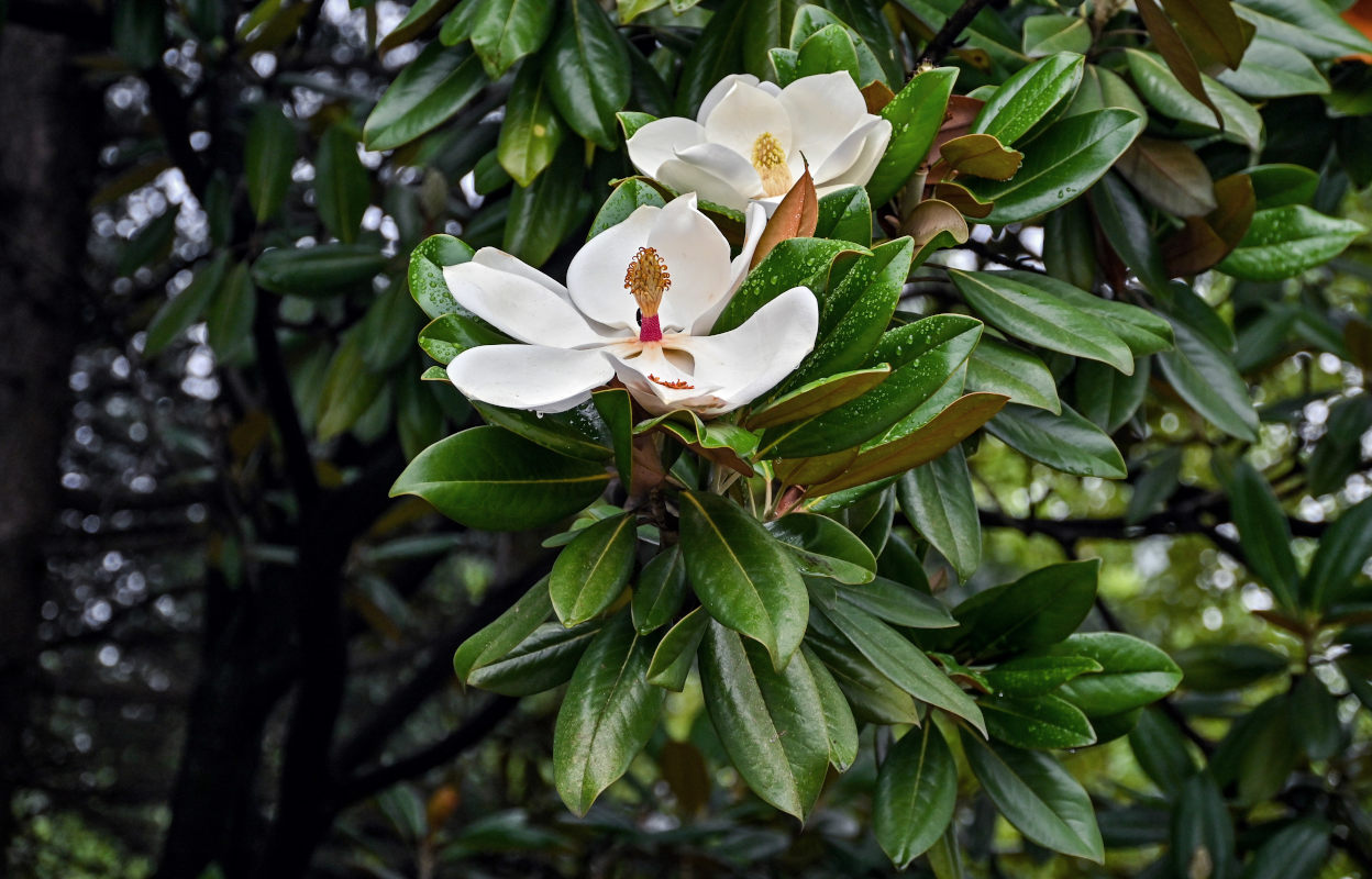 Image of Magnolia grandiflora specimen.