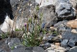 genus Erigeron