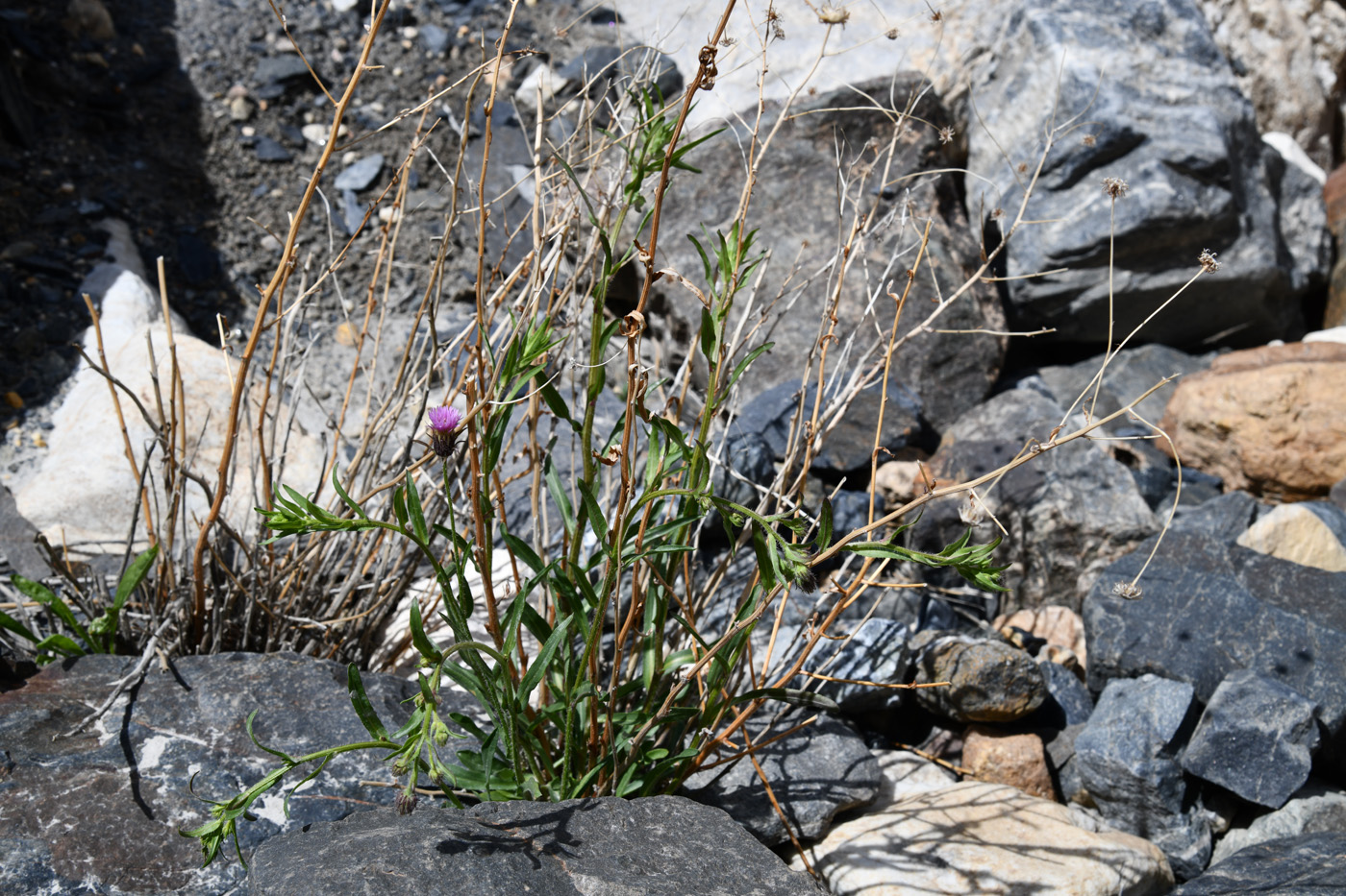 Image of genus Erigeron specimen.