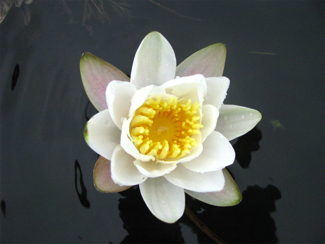 Image of Nymphaea × borealis specimen.
