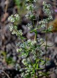 Galium boreale