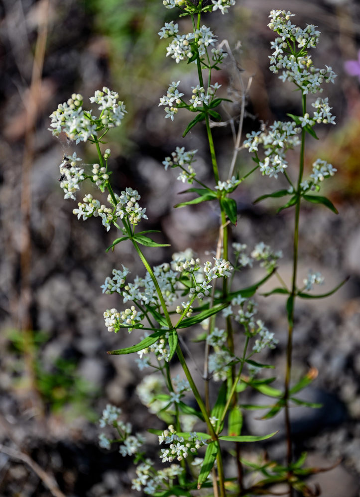 Изображение особи Galium boreale.