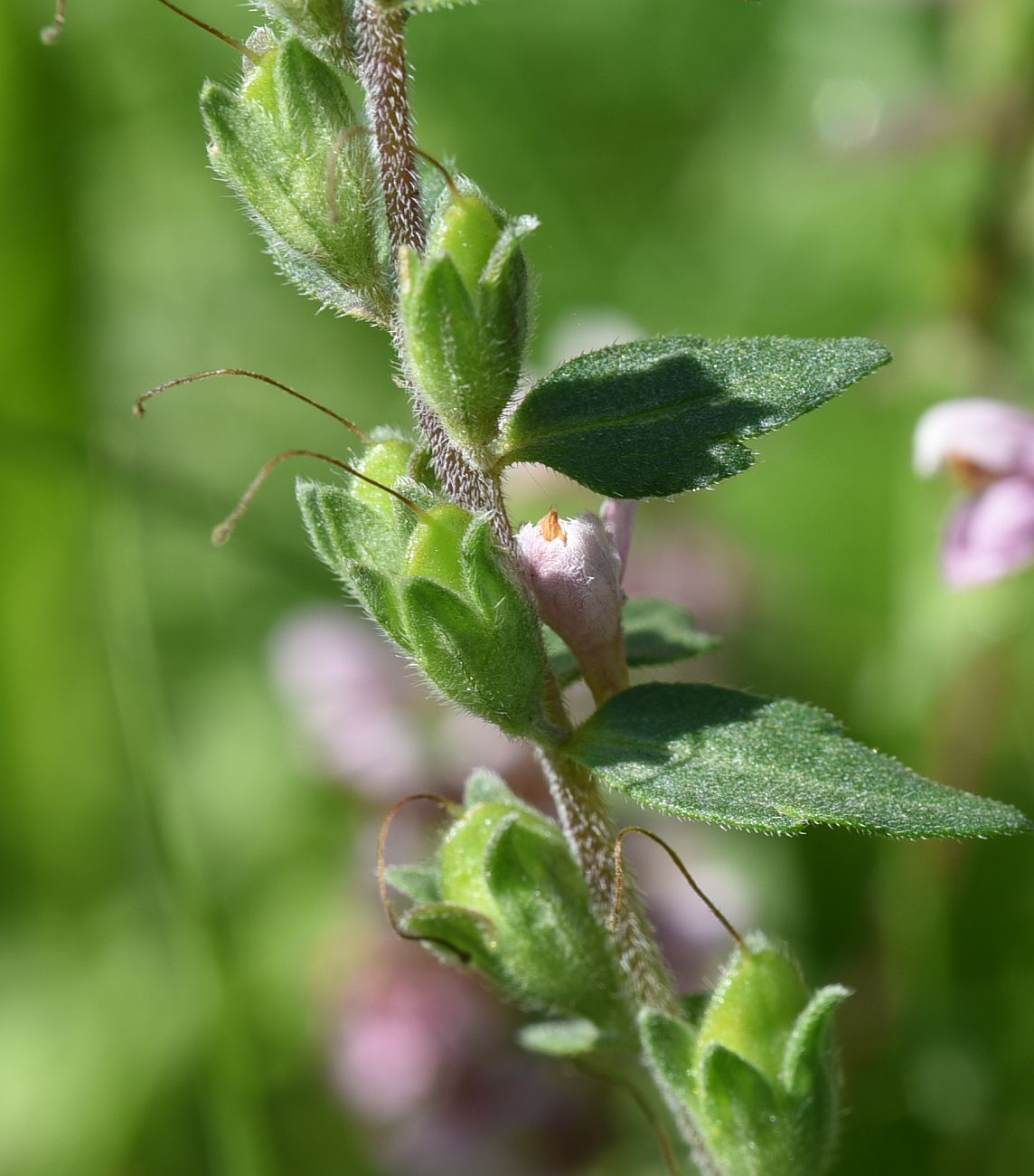 Изображение особи Odontites vulgaris.