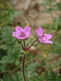 Erodium cicutarium. Верхушка побега с соцветием. Хабаровский край, окр. г. Комсомольск-на-Амуре, обочина грунтовой дороги. 18.09.2024.