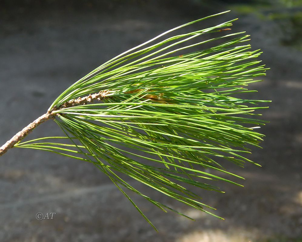 Изображение особи Pinus strobus.