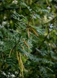 Caragana arborescens. Верхушка ветви с плодами и повреждениями на листьях. Вологодская обл., г. Вологда, в культуре. 13.07.2024.