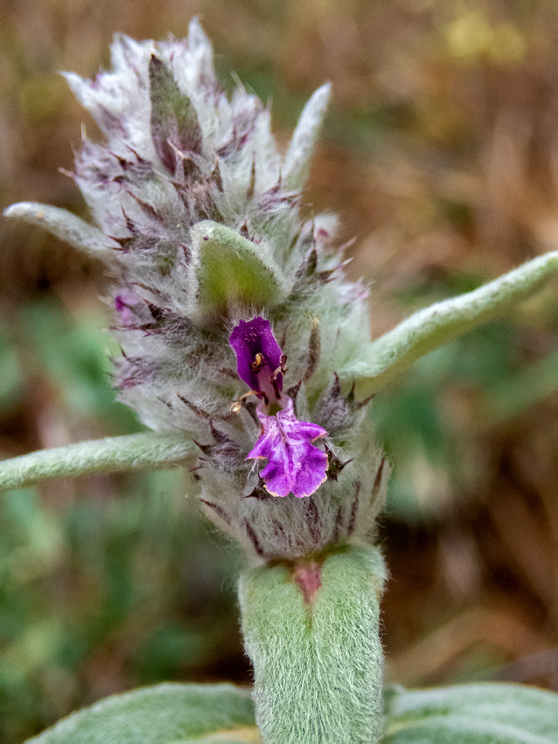 Изображение особи Stachys velata.