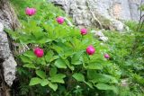 Paeonia caucasica. Цветущее растение. Адыгея, Майкопский р-н, дол. руч. Водопадистый, субальпийская зона, в зарослях кустарника под отвесной скалой. 09.06.2024.