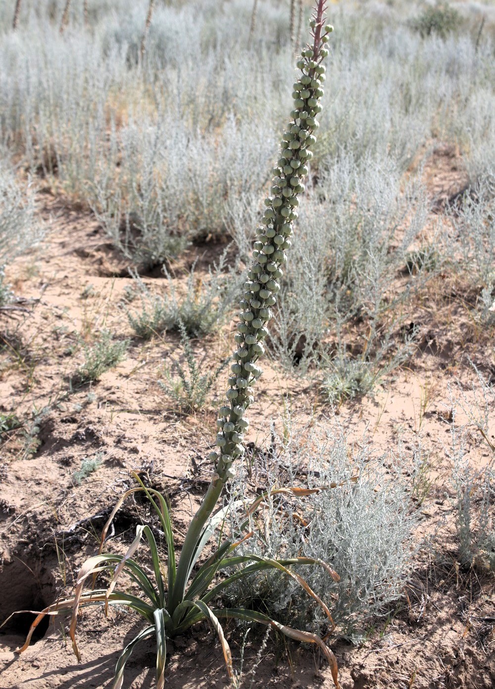 Изображение особи Eremurus inderiensis.