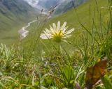 Taraxacum stenocephalum. Верхушка цветущего растения. Кабардино-Балкария, Черекский р-н, северо-восточный склон горы Эркедыген, ≈ 2500 м н.у.м., альпийский луг. 29.07.2024.