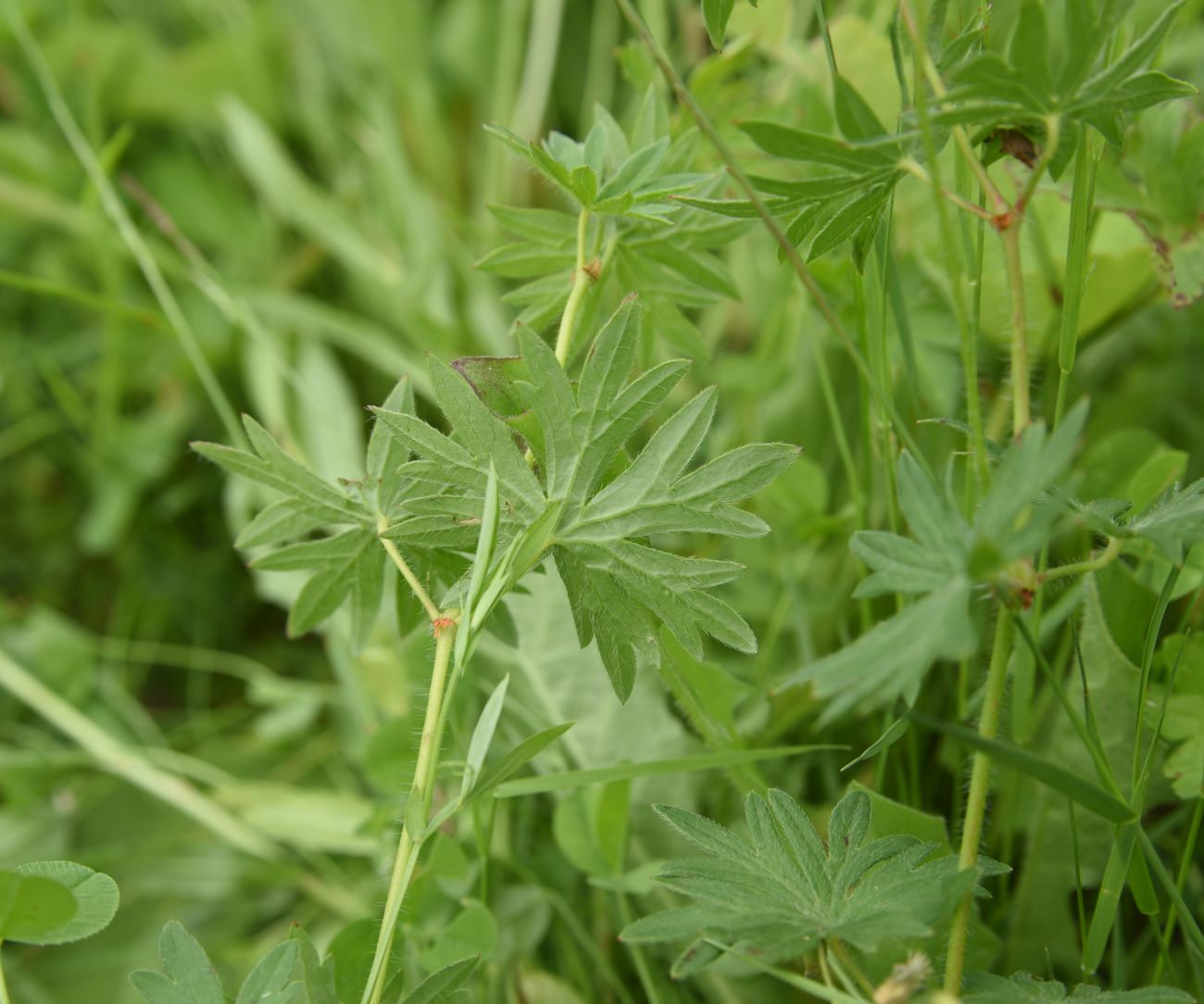 Image of Geranium sanguineum specimen.