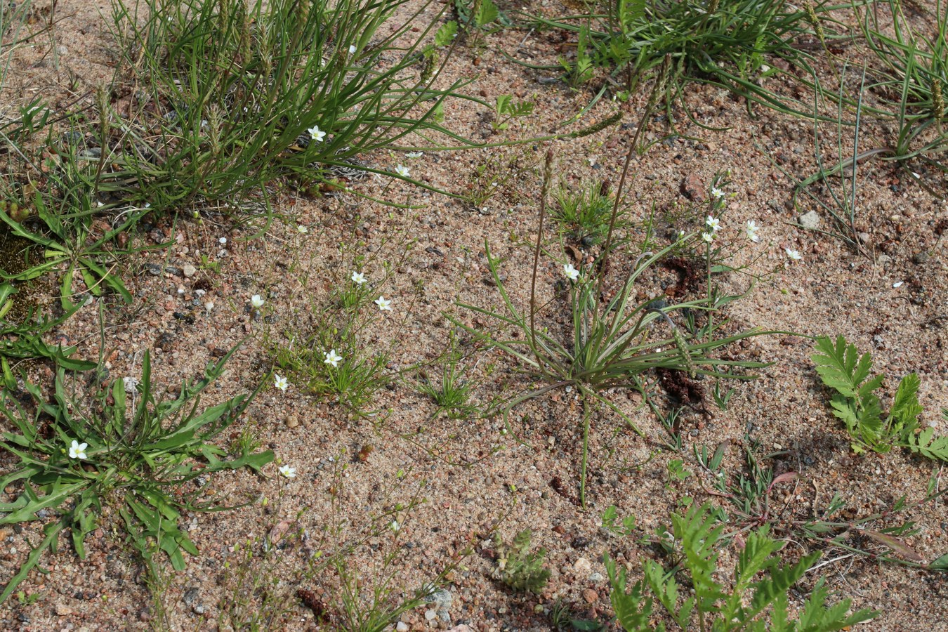 Image of Sagina nodosa specimen.