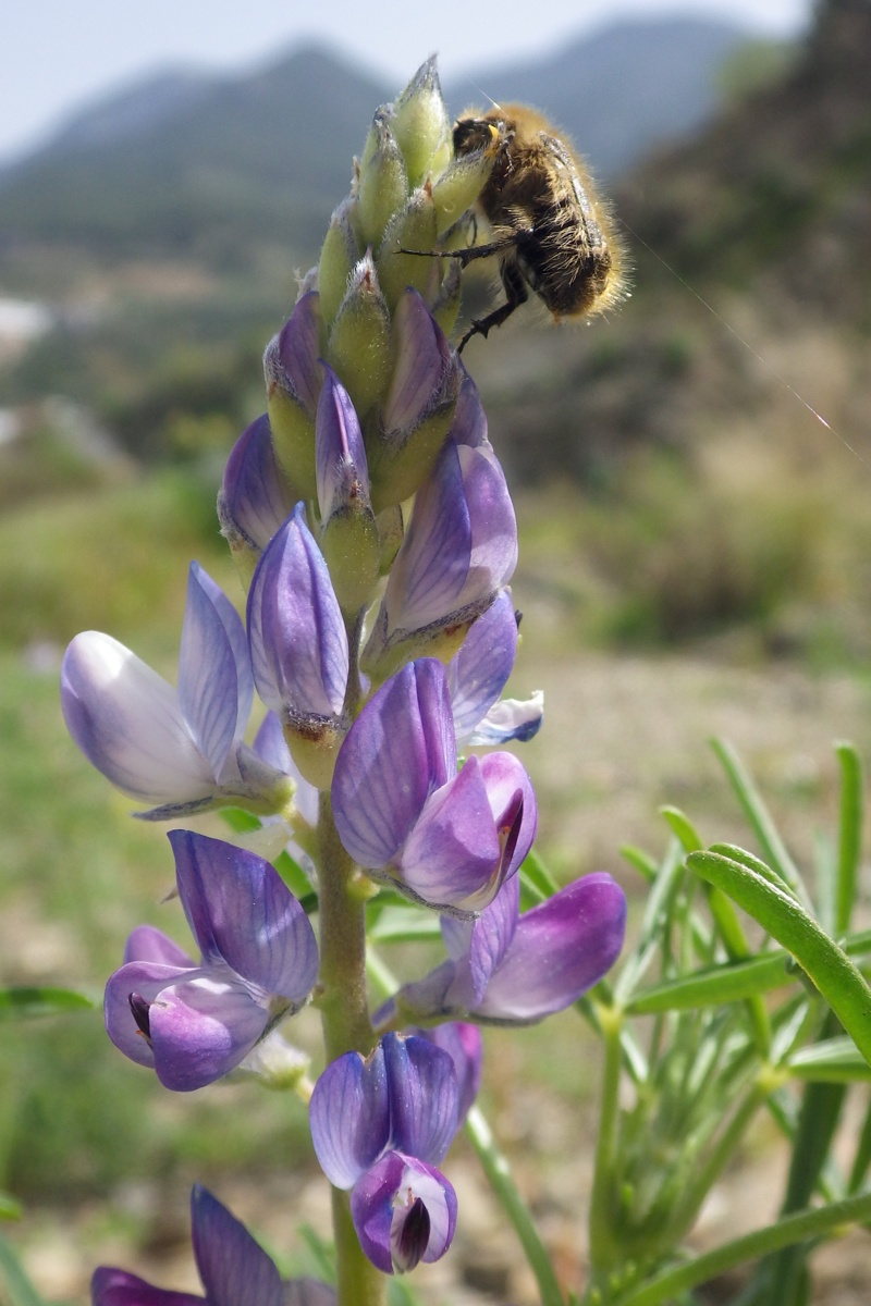 Image of Lupinus angustifolius specimen.