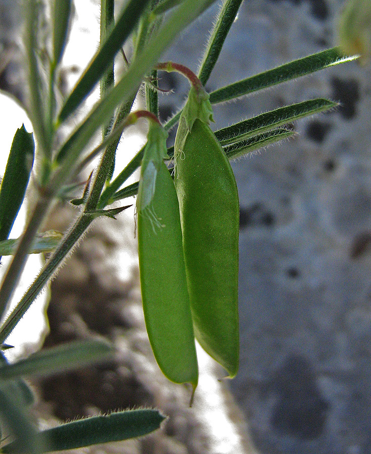 Image of Lathyrus saxatilis specimen.