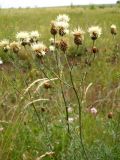 Centaurea rigidifolia