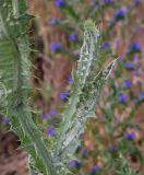 Смотреть изображение Onopordum acanthium