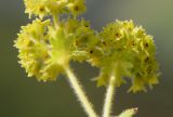 View full-size image Alchemilla caucasica