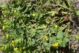 View full-size image Alkanna orientalis