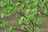 View full-size image genus Pyrus