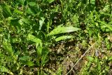 View full-size image Plantago lanceolata