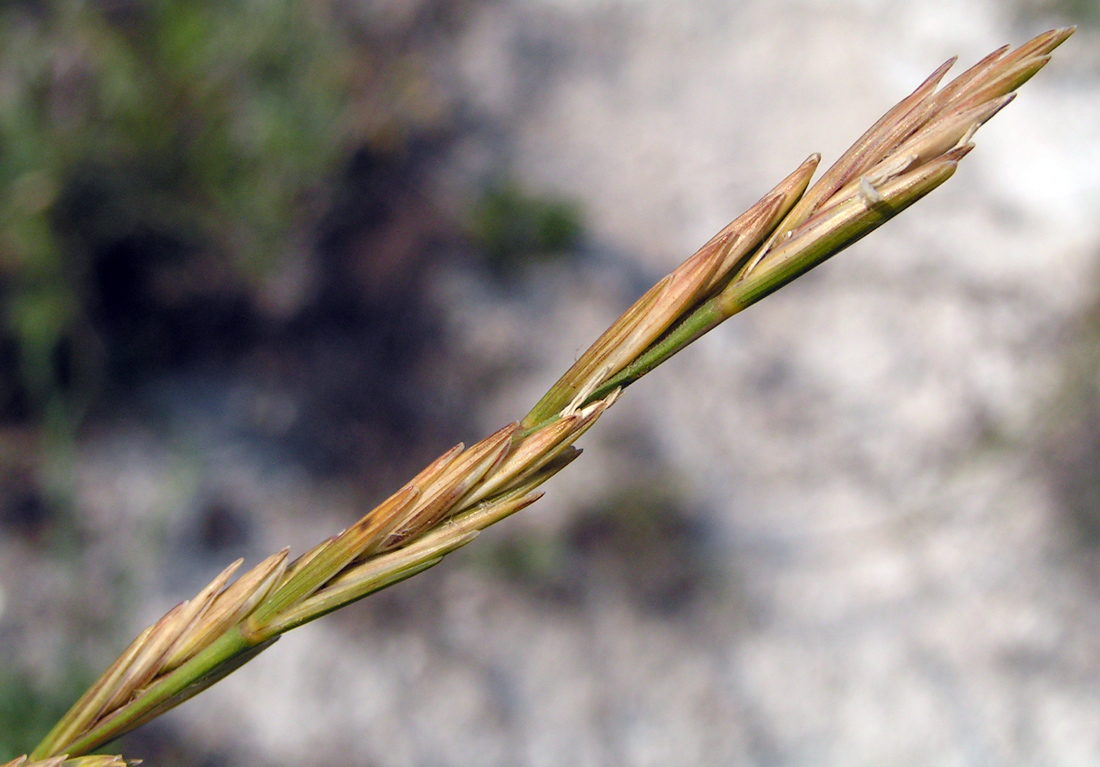Image of Elytrigia stipifolia specimen.