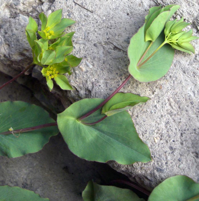 Image of Bupleurum rotundifolium specimen.