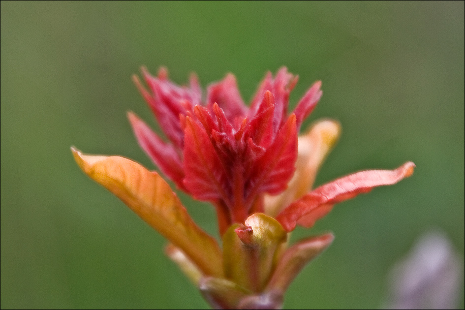 Изображение особи Ailanthus altissima.