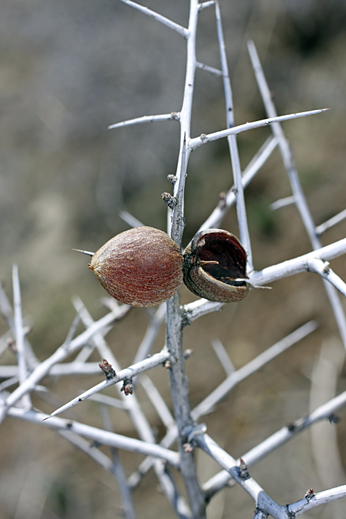 Изображение особи Amygdalus spinosissima.