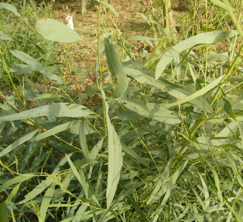 Image of Populus ariana specimen.