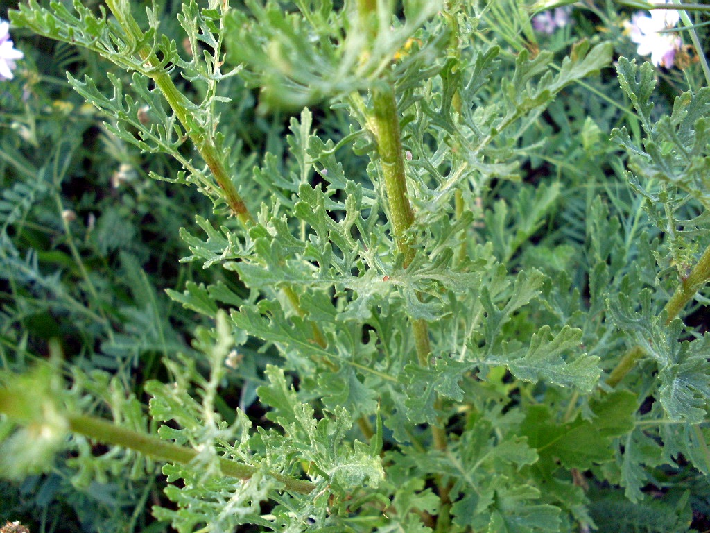 Image of Senecio jacobaea specimen.